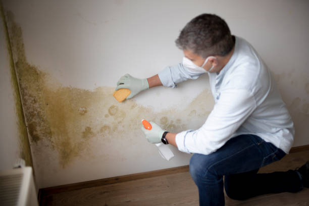 Best Crawl Space Mold Remediation  in Belle Chasse, LA